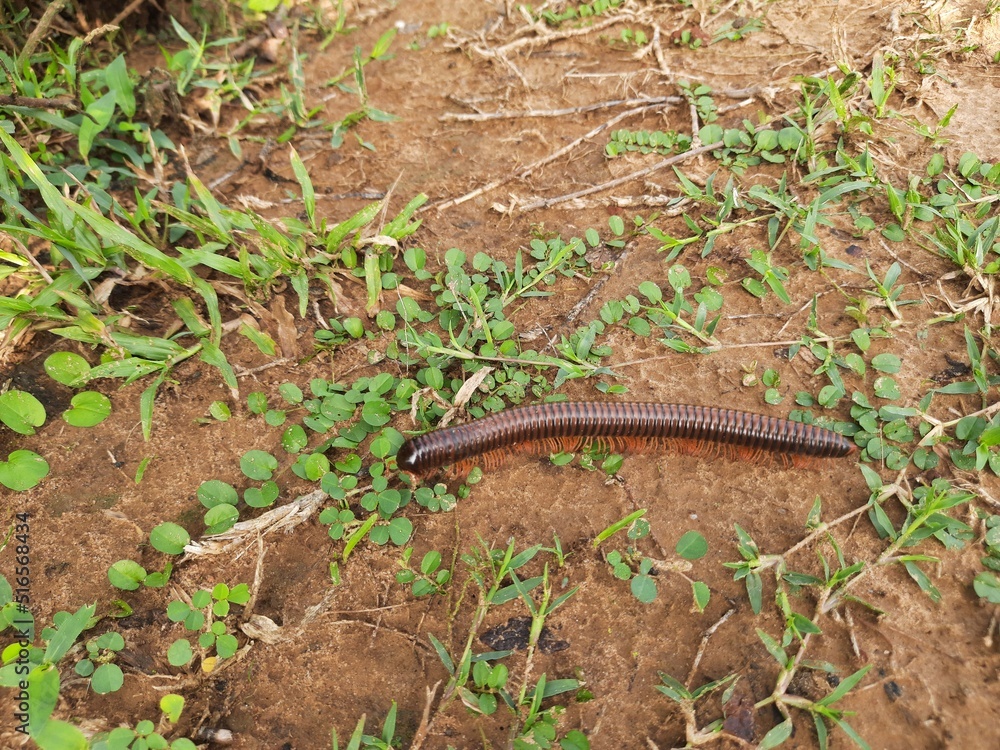 Milipads Insect Millipede walking the field in rainy season. Red Millipedes. It is a ...