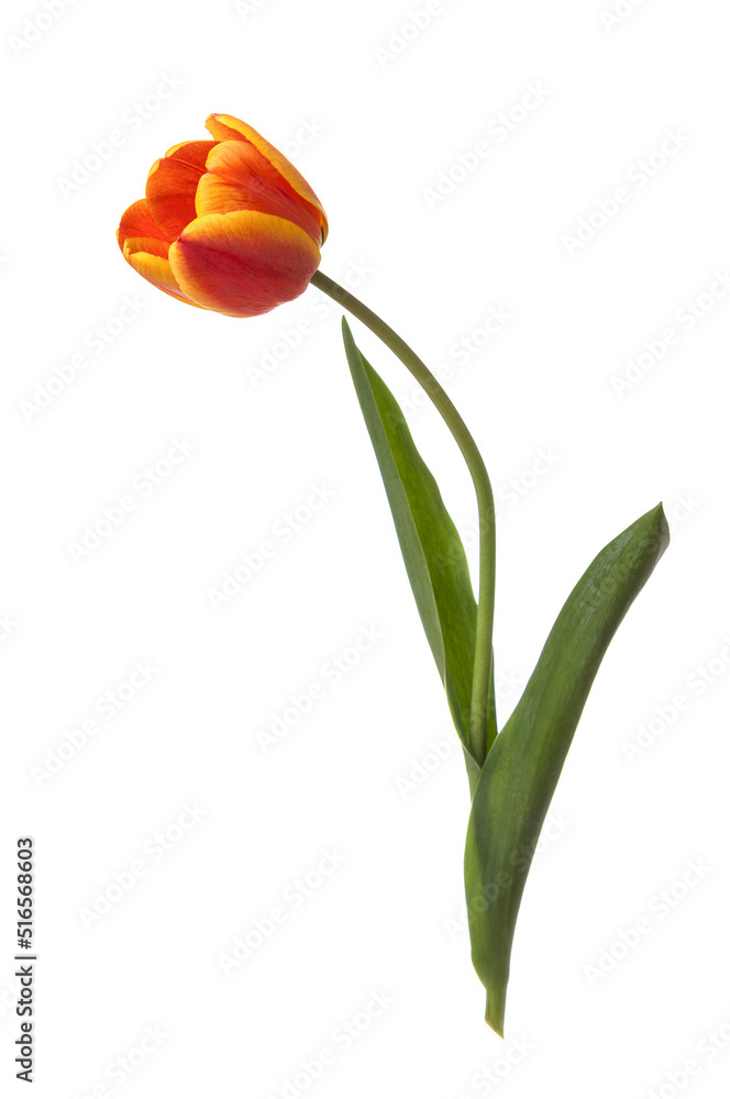 Red-orange tulip flower isolated on white background Red-orange tulip flower isolated on white background