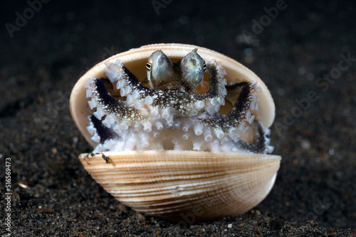 Coconut Octopus - Amphioctopus marginatus lives in a shell. Underwater world of Tulamben, Bali, Indonesia.