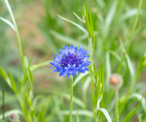 blue flowers on a meadow