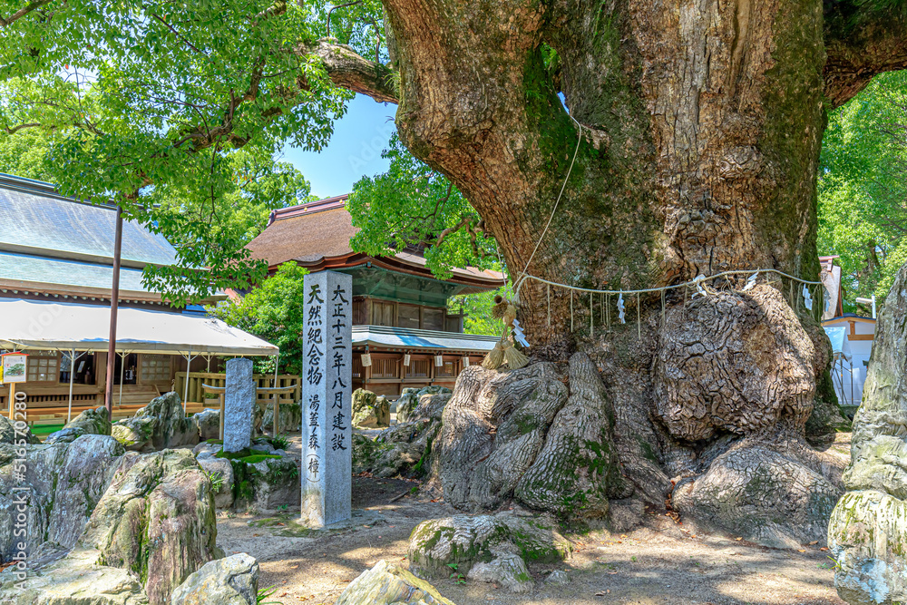 夏の宇美八幡宮 御神木 福岡県宇美町 Umi Hachimangu in summer. Fukuoka-ken Umi town. 夏の宇美八幡宮 御神木 福岡県宇美町 Umi Hachimangu in summer. Fukuoka-ken Umi town.