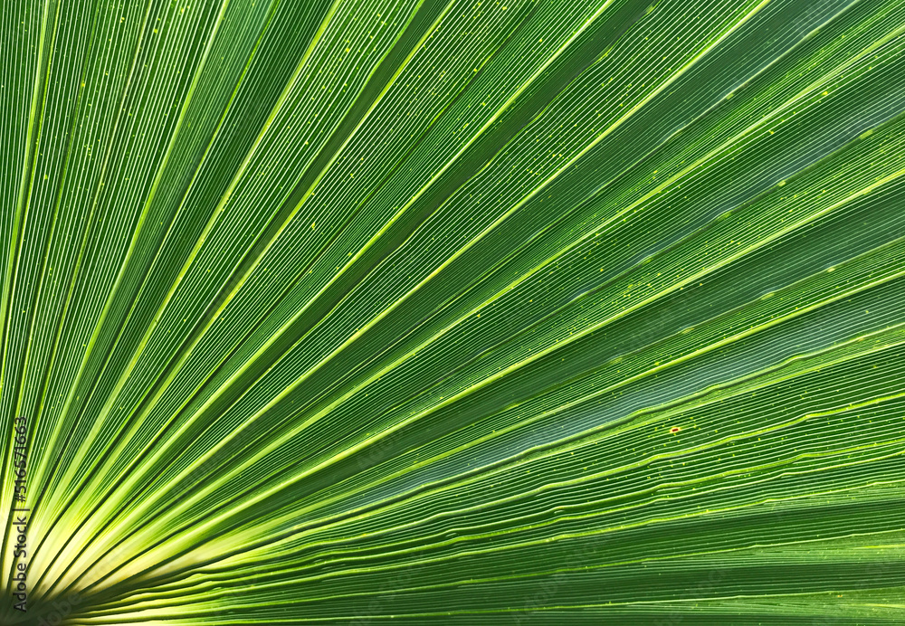 Obraz premium Plant closeup diagonal pattern green