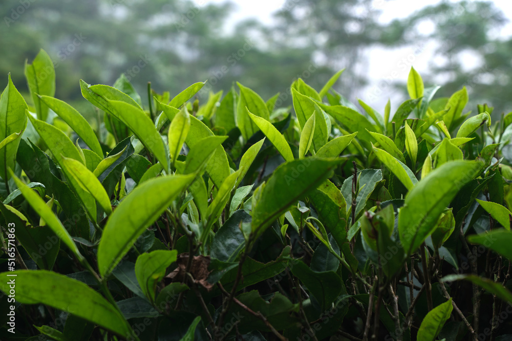Fototapeta premium Fresh tea bud leaves.Tea plantations, darjeeling, West Bengal, India