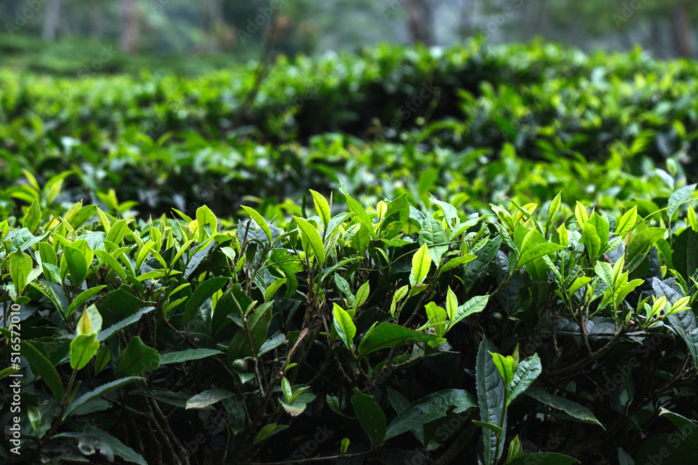 Fresh tea bud leaves.Tea plantations, darjeeling, West Bengal, India