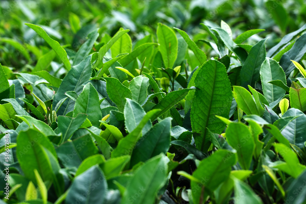 Fresh tea bud leaves.Tea plantations, darjeeling, West Bengal, India Fresh tea bud leaves.Tea plantations, darjeeling, West Bengal, India