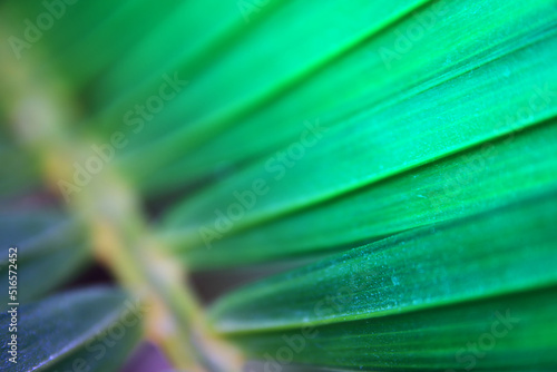 Close up image of palm tree leaf. Tropical and nature background