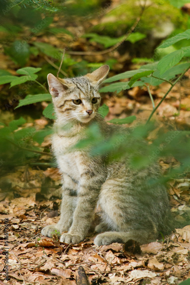 Europäische Wildkatze oder Waldkatze (Felis silvestris) Europäische Wildkatze oder Waldkatze (Felis silvestris)