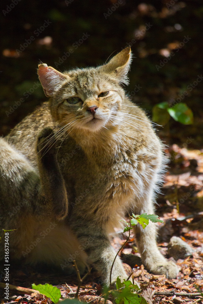 Europäische Wildkatze oder Waldkatze (Felis silvestris) Europäische Wildkatze oder Waldkatze (Felis silvestris)