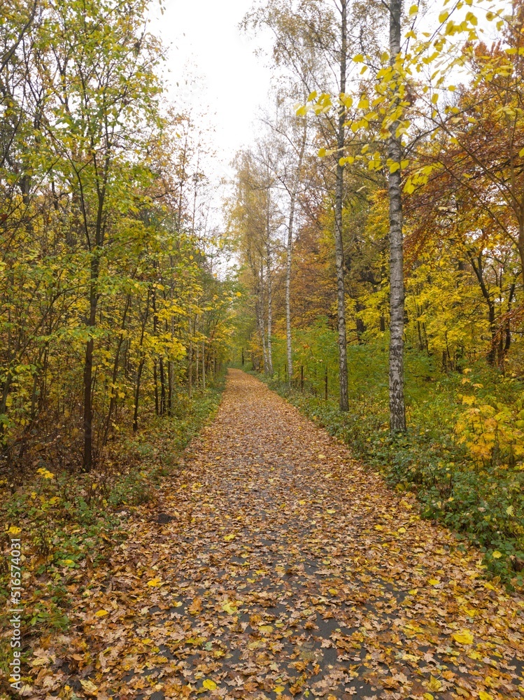 Fototapeta premium The wonder of autumn is touching the trees