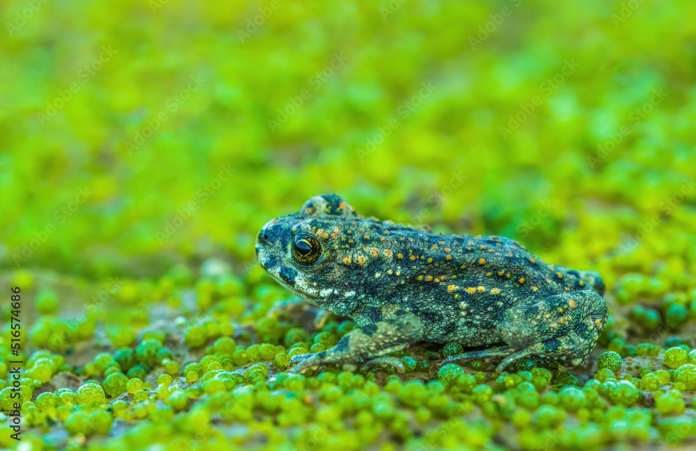 European green toad - Bufotes viridis hiding on a Volvox colony European green toad - Bufotes viridis hiding on a Volvox colony