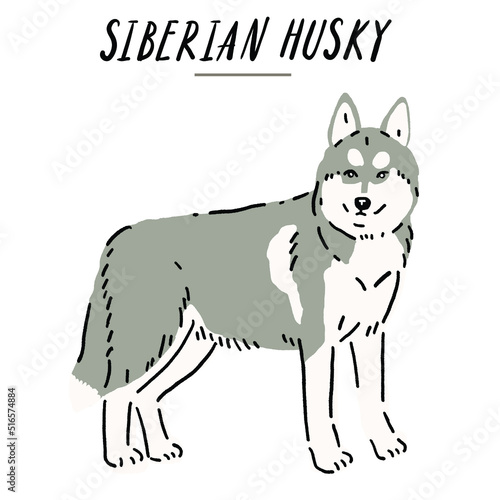 Siberian husky Dog breed Hand drawn Color Illustration