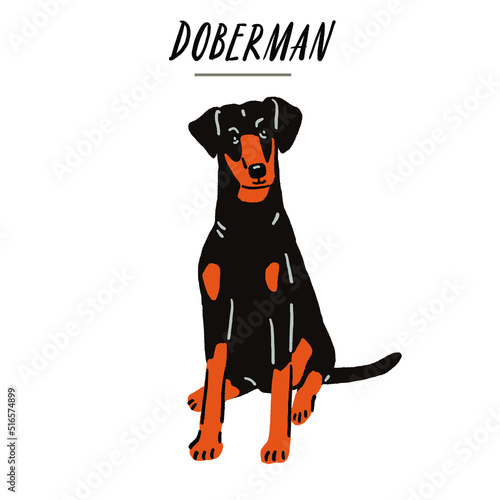 Doberman Dog breed Hand drawn Color Illustration