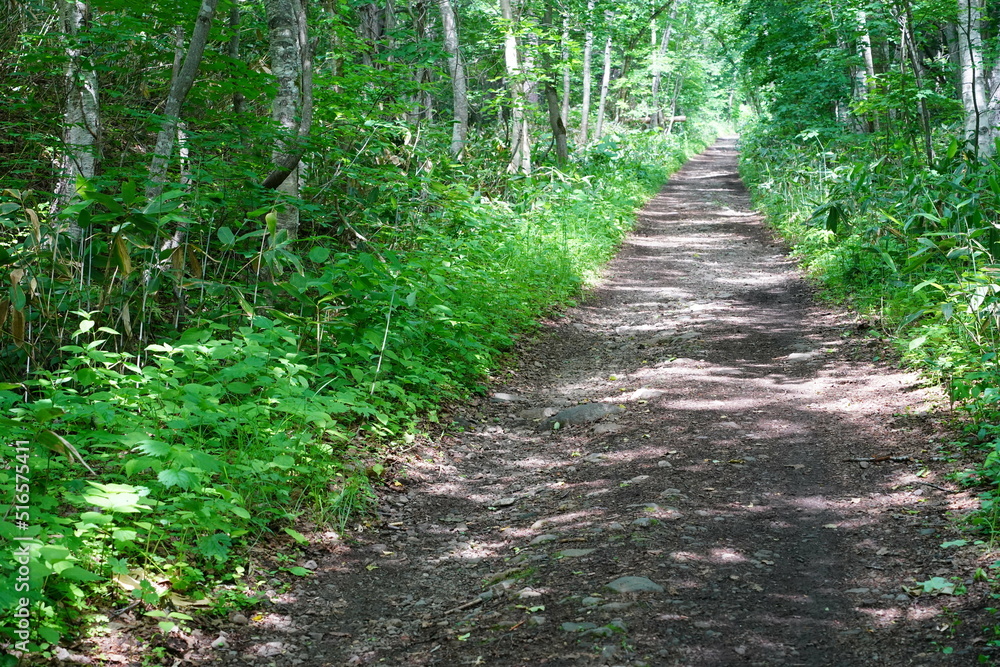 草木が生い茂る登山道