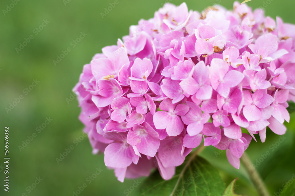 Hot Pink hydrangea macrophylla flowers, hortensia in summer cottage garden. Hot Pink hydrangea macrophylla flowers, hortensia in summer cottage garden.