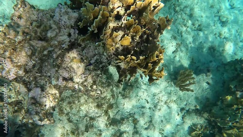 Coral underwater in the Caribbean Sea in Cayman Islands photo