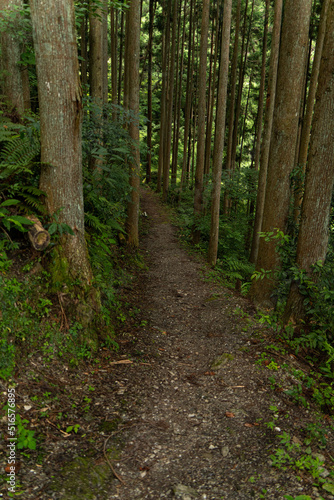 山中へ続く林道