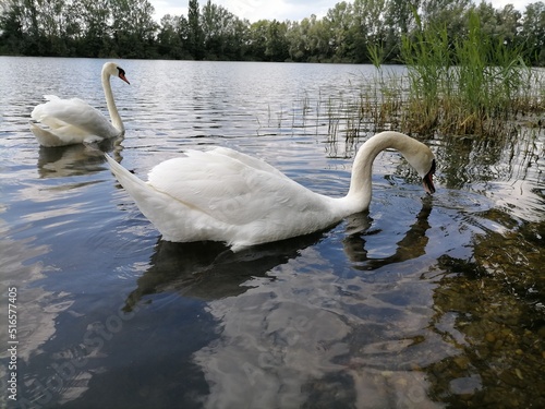 Swan on the Lake