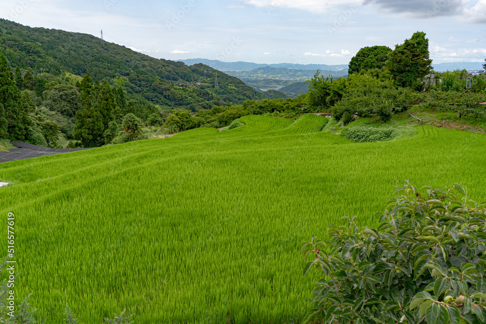 Fototapeta premium 緑に染まる棚田の風景