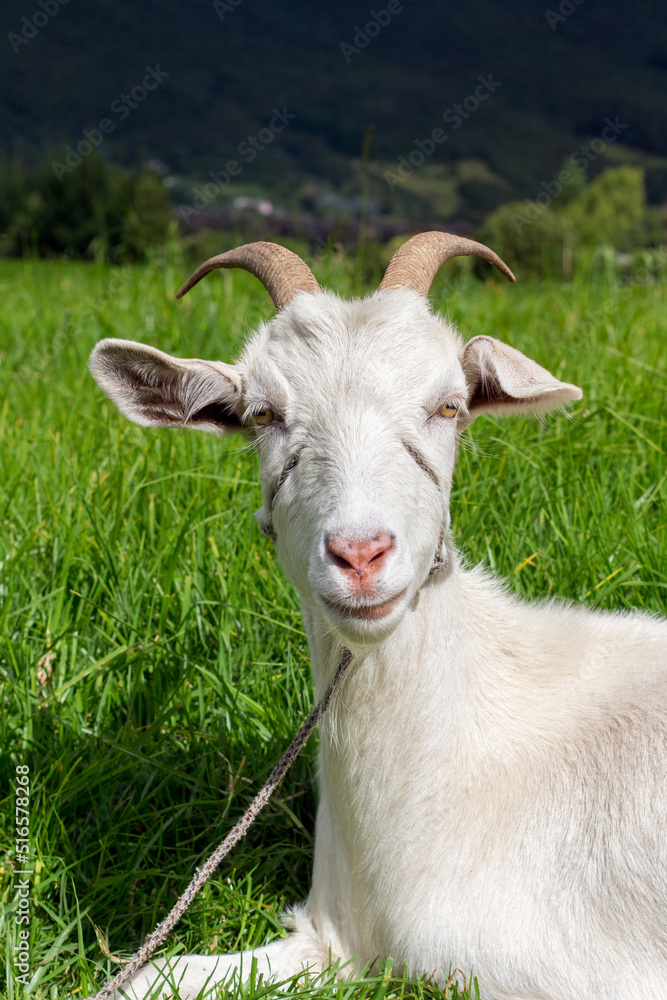 Obraz premium Portrait of a white goat lying in green grass with a a rope around its face, Tenjo, Cundinamarca, Colombia.