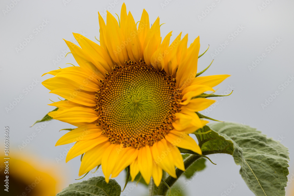 Fototapeta premium sunflower flowers in an open field