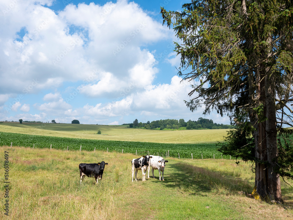 calves in countryside landscape of belgian province luxemburg calves in countryside landscape of belgian province luxemburg