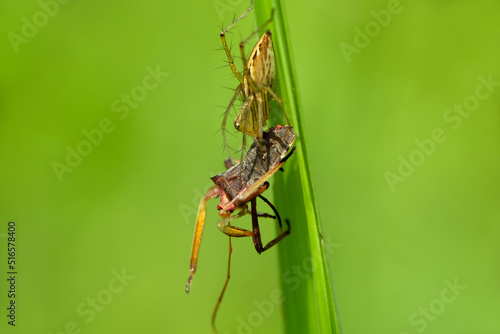 Oxyopidae pounce on prey. This species is also part of the genus Oxyopes and the order Araneae. The scientific name of this species was first published © kanurism