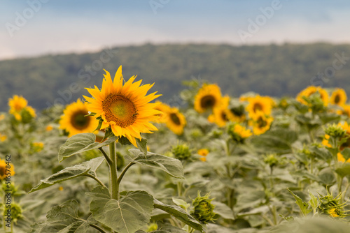 sunflower flowers in an open field