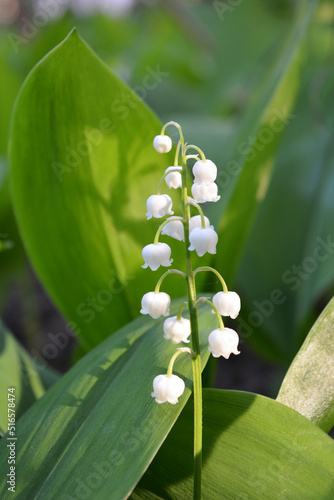Beautiful white flowers of lily of the valley in spring sunny day. Convallaria majalis.