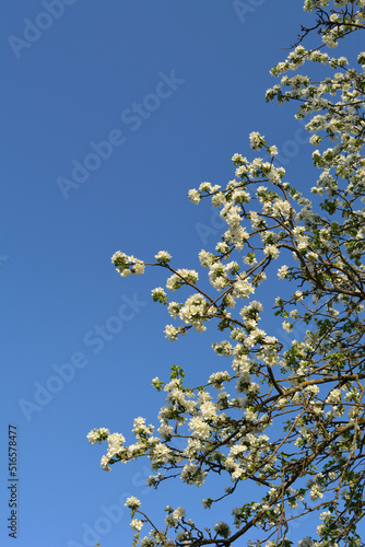 Blooming apple tree with white flowers in spring garden. Beautiful vertical photo.