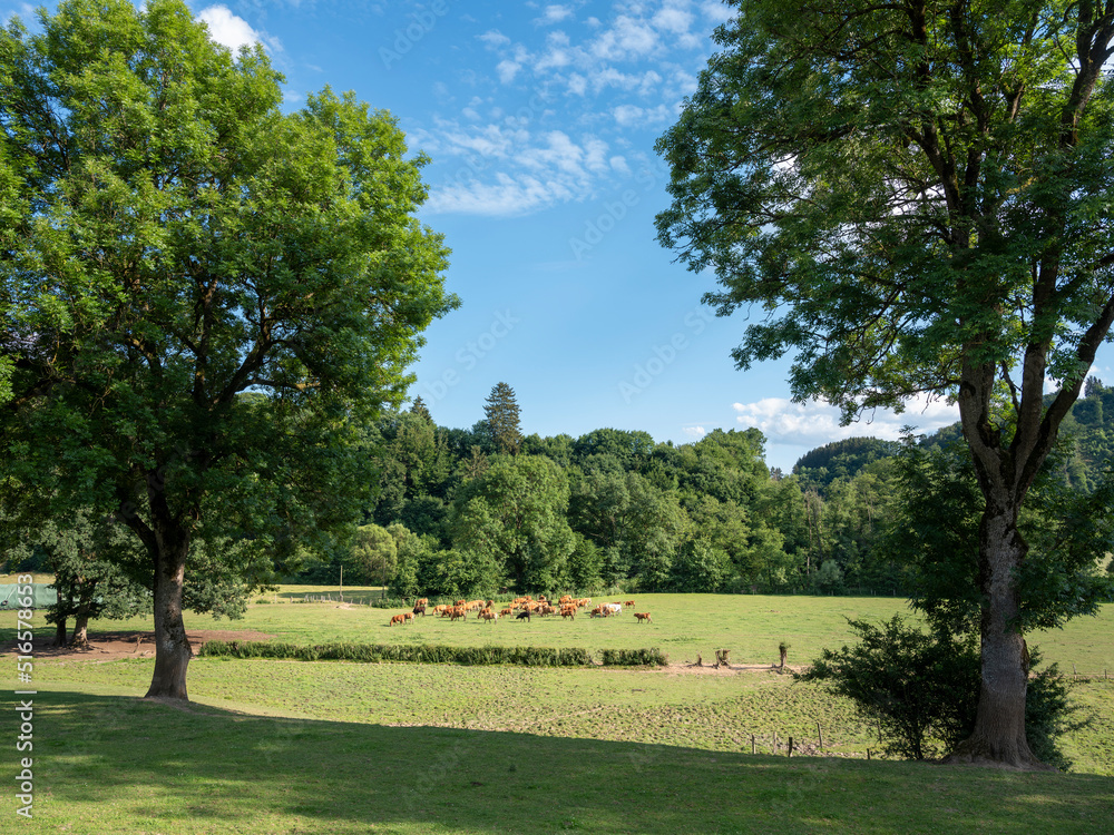 cows in valley near river Our in country of luxemburg cows in valley near river Our in country of luxemburg