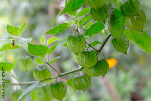 Wallpaper Mural Physalis peruviana on a tree, a plant native to Colombia, Ecuador and Peru known as Cape gooseberry, goldenberry, aguaymanto, uvilla, uchuva, poha, harankash. Tenjo, Colombia. Torontodigital.ca