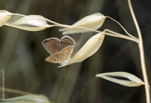 Photography multi-eyed brunette butterflywaiting to get its morning energy