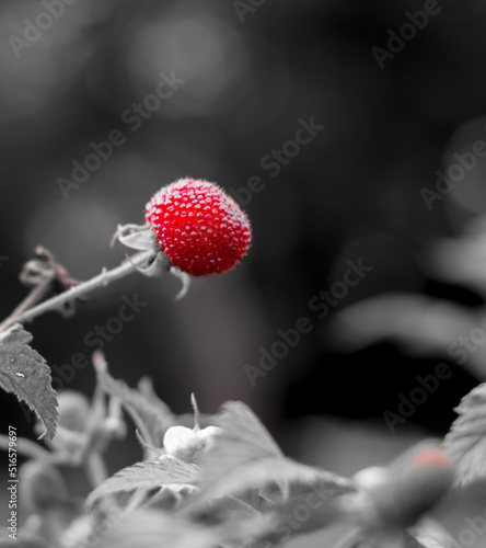 Artistic picture of Rubus rosifolius, also known as roseleaf bramble, Mauritius raspberry, thimbleberry, Vanuatu raspberry and bramble of the Cape, Tenjo, Cundinamarca, Colombia.
