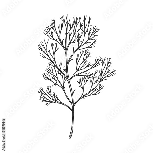 Dill branch on a light background isolated. Spicy herb for cooking. The concept of organic food. Hand-drawn vector illustration.