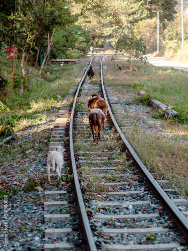 Sheep walking on the old railway of Villeta, Cundinamarca, Colombia.