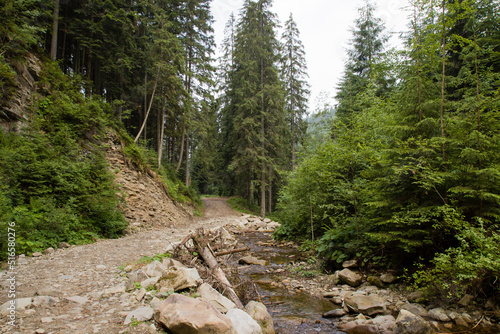 dirt road in the forest