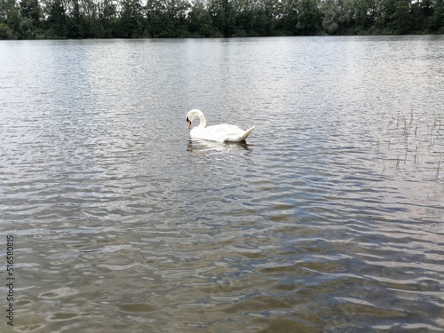 Swan on the Lake