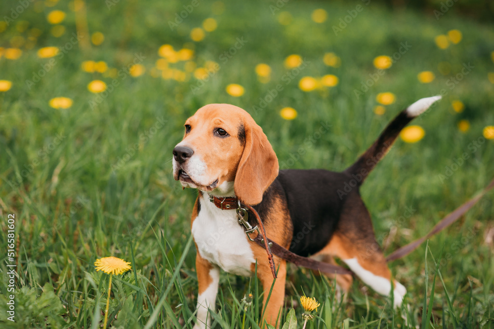 Close-up portrait of a beagle dog on a leash against the background of green grass in summer