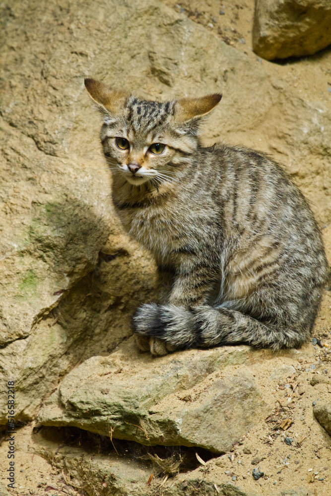 Europäische Wildkatze oder Waldkatze (Felis silvestris) Europäische Wildkatze oder Waldkatze (Felis silvestris)