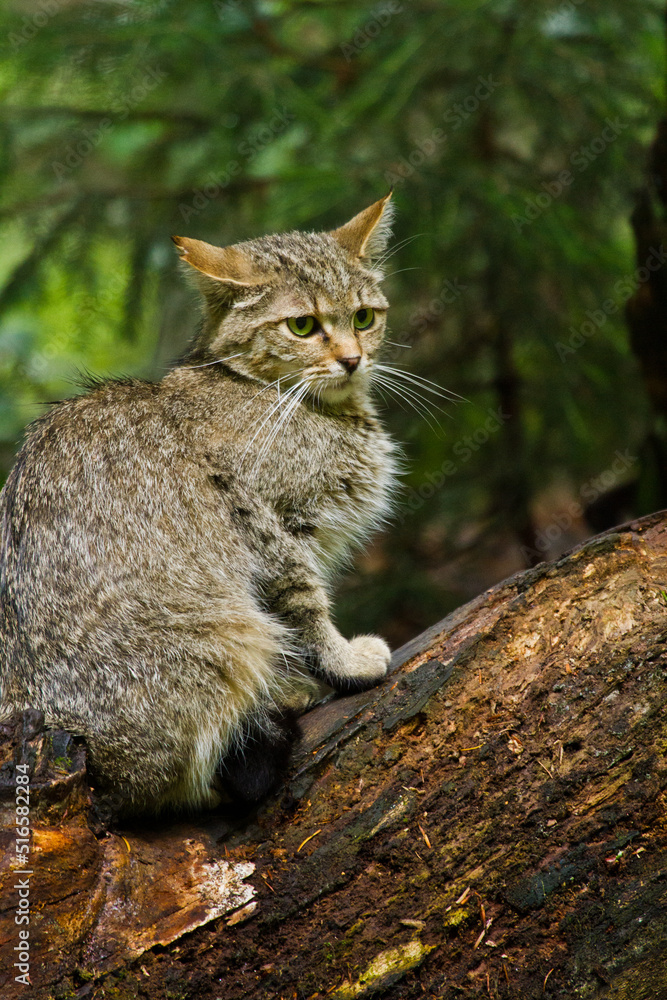 Europäische Wildkatze oder Waldkatze (Felis silvestris) Europäische Wildkatze oder Waldkatze (Felis silvestris)