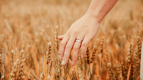 Wheat field woman hand. Young woman hand touching spikelets in cereal field. Agriculture harvest summer, food industry, healthy organic concept.