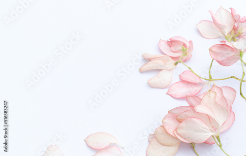  Dona Queen Sirikit, Pink flower on white background