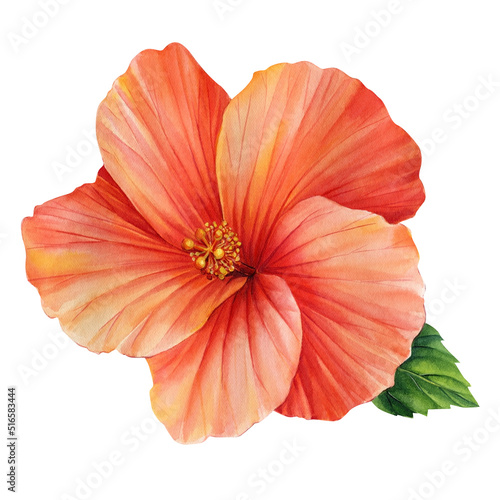 set of hibiscus flowers on an isolated white background, botanical illustration, painted in watercolor tropical flowers