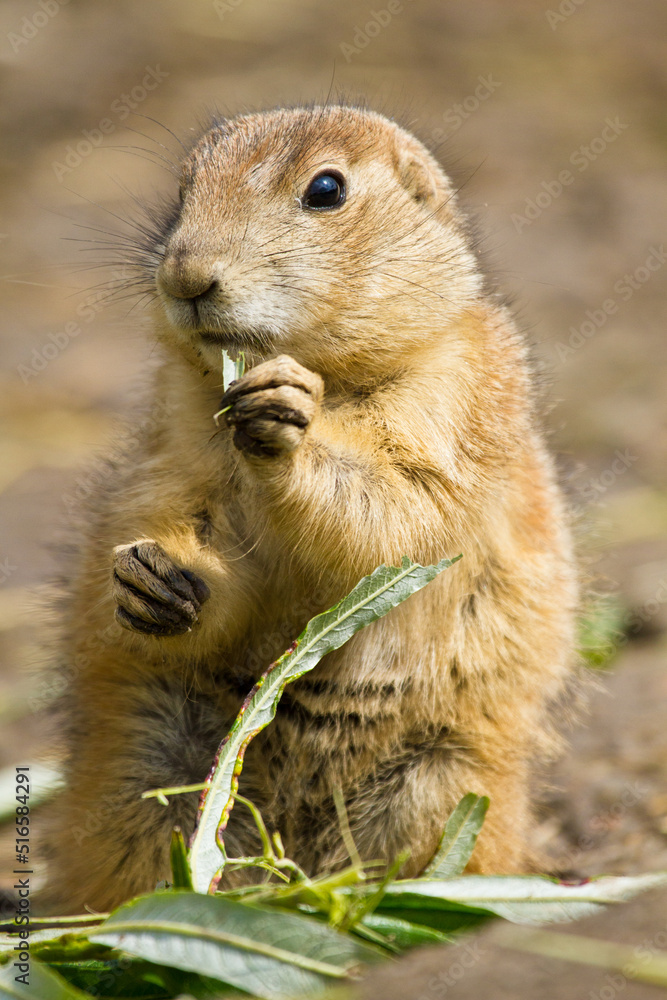 Schwarzschwanz-Präriehund (Cynomys ludovicianus) Schwarzschwanz-Präriehund (Cynomys ludovicianus)