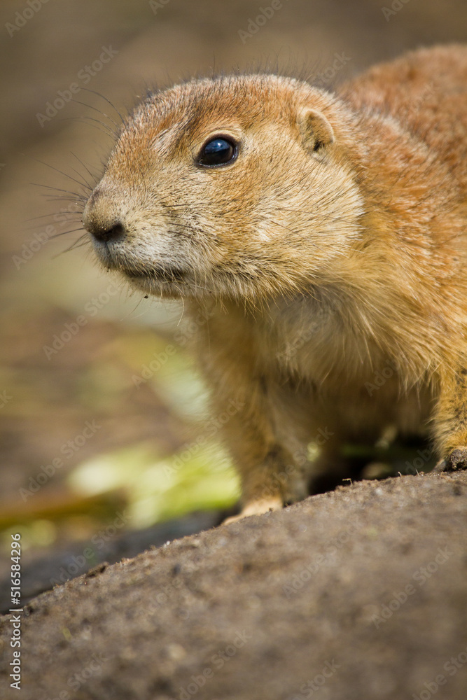 Schwarzschwanz-Präriehund (Cynomys ludovicianus) Schwarzschwanz-Präriehund (Cynomys ludovicianus)