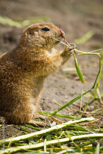 Schwarzschwanz-Präriehund (Cynomys ludovicianus) photo