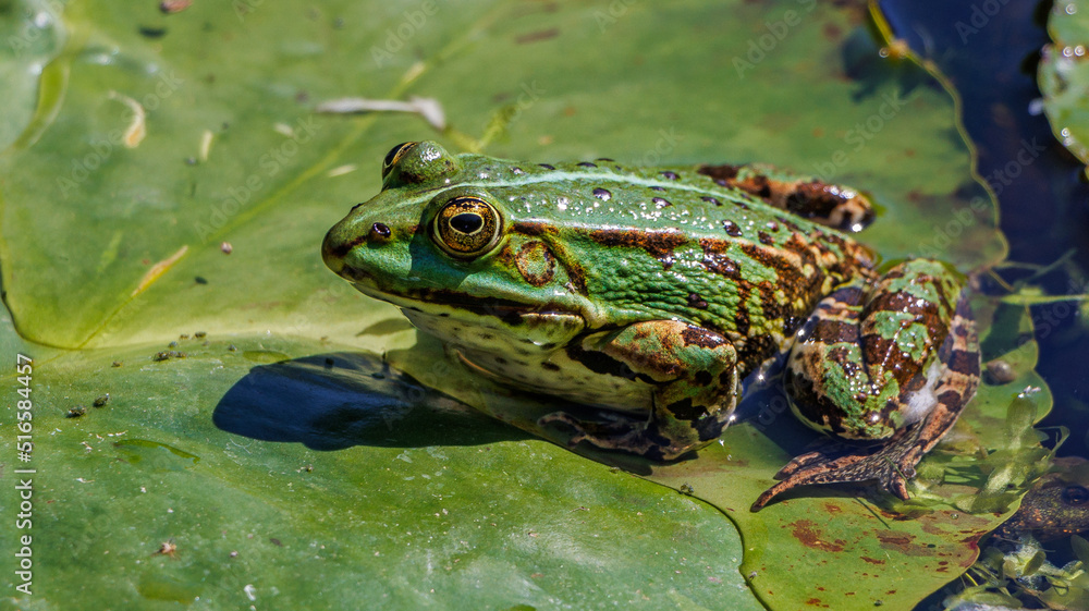 Frosch Frosch