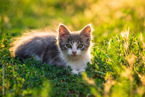 white gray Cat Little grey kitten. Portrait cute ginger kitten. happy adorable cat, Beautiful fluffy cat lie in grass outdoors in garden sunset light golden hour