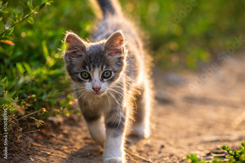 white gray Cat  Little grey kitten. Portrait cute ginger kitten. happy adorable cat, Beautiful fluffy  cat lie in grass outdoors in garden sunset light golden hour © Victoria Moloman