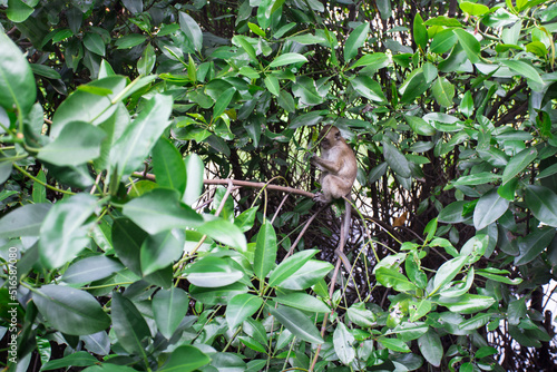 Monkey At Mangrove Swamp, Jakarta, Indonesia